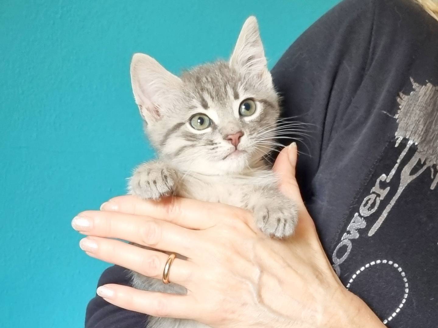 Vuoi adottare un gatto a Cremona?