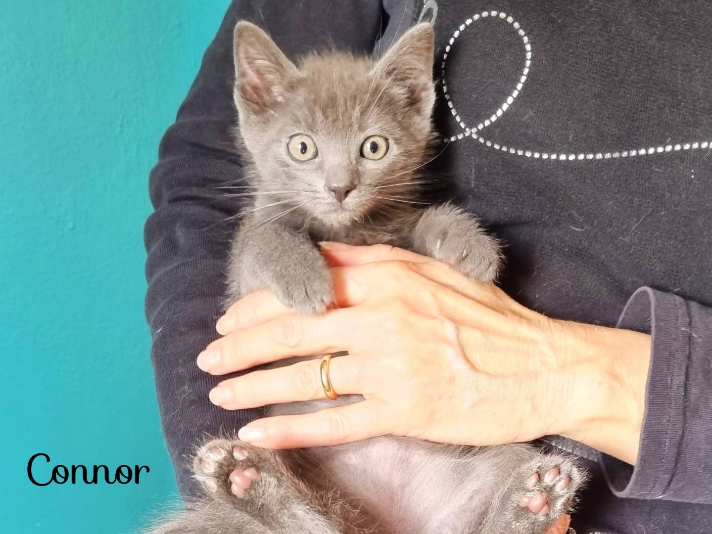 Adozione gatto, maschio, Razza sconosciuta Razza sconosciuta, 2 mesi, taglia non valida, Cremona