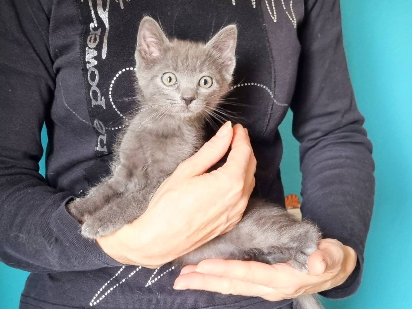 Adotta un gatto, maschio, 2 mesi, Cremona