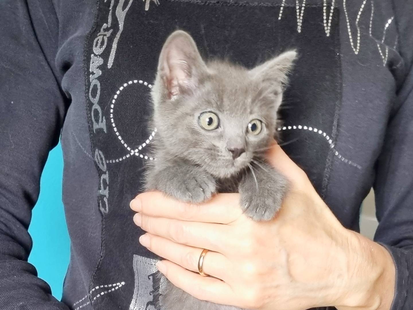Adotta un gatto, taglia non valida, maschio, Cremona