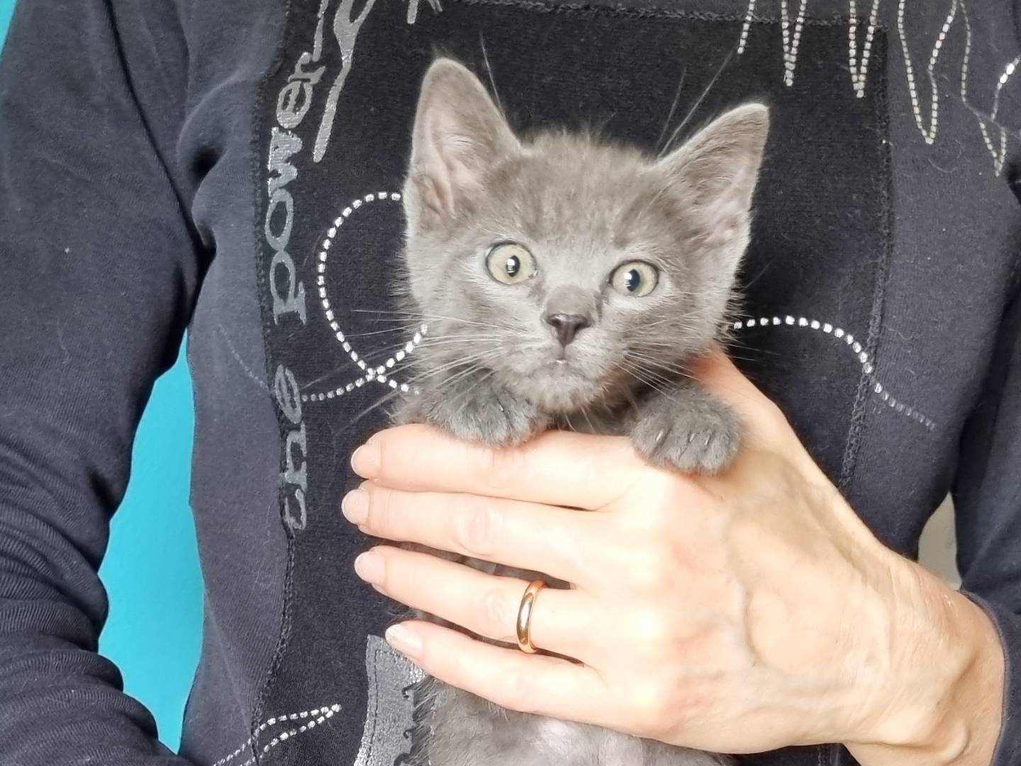 Vuoi adottare un gatto a Cremona?