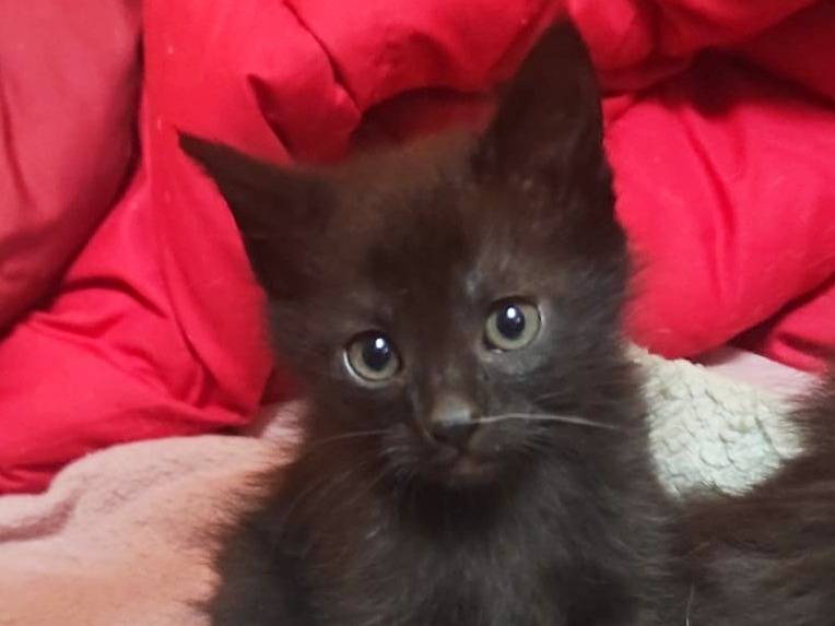 Adozione gatto, maschio, Razza sconosciuta Razza sconosciuta, 2 mesi, taglia non valida, Cremona