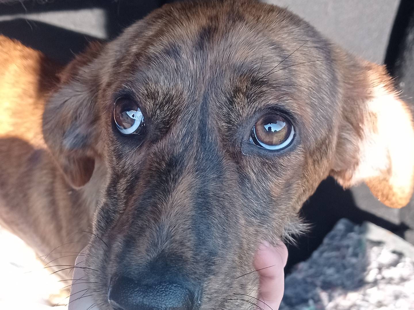 Adotta un cane, taglia media contenuta, femmina, Catanzaro
