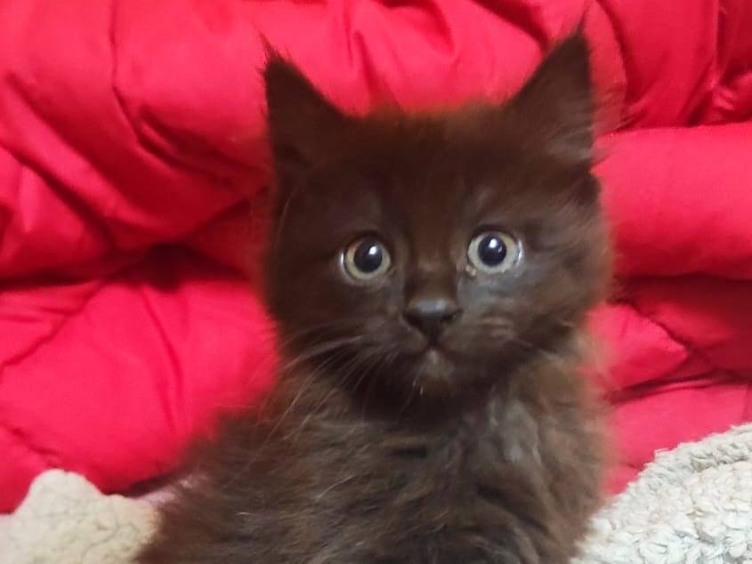Adozione gatto, femmina, Razza sconosciuta Razza sconosciuta, 1 mesi, taglia non valida, Cremona