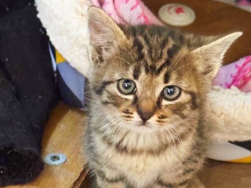 Adozione gatto, maschio, Razza sconosciuta Razza sconosciuta, 2 mesi, taglia non valida, Cremona