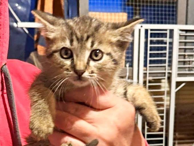 Adotta un gatto, maschio, 2 mesi, Cremona