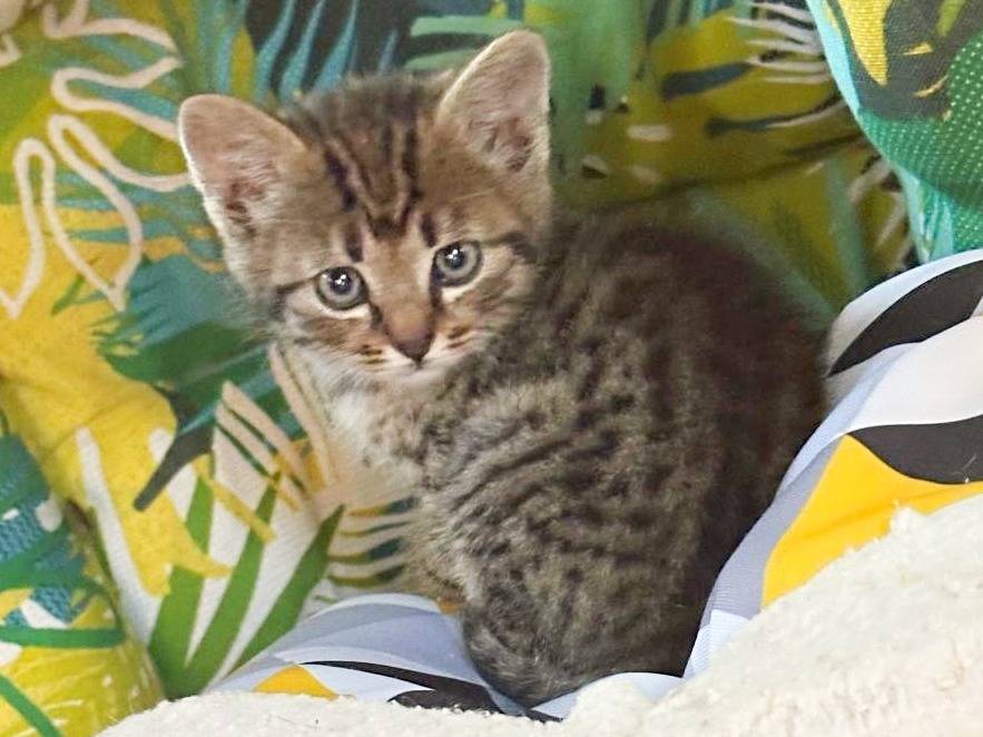 Adotta un gatto, taglia non valida, maschio, Cremona