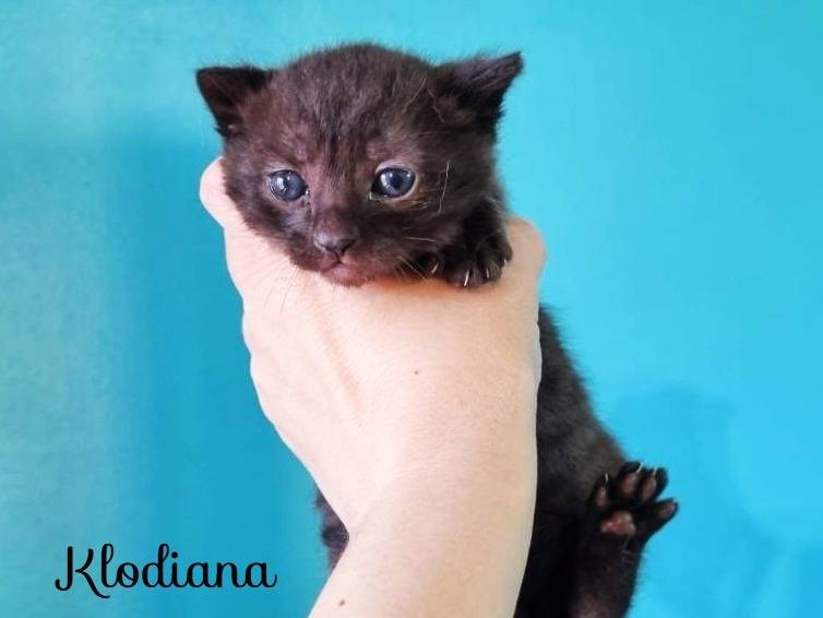 Adozione gatto, femmina, Razza sconosciuta Razza sconosciuta, 2 mesi, taglia non valida, Cremona