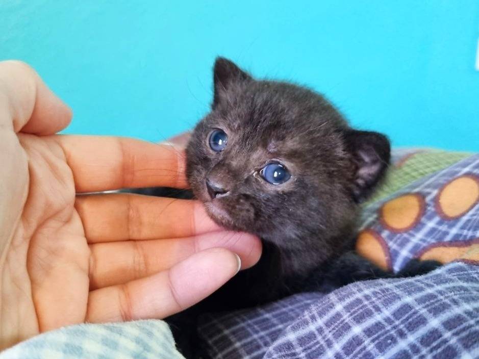 Adotta un gatto, femmina, 2 mesi, Cremona