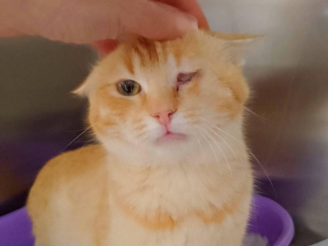 Adozione gatto, maschio, Razza sconosciuta Razza sconosciuta, 5 mesi, taglia non valida, Cremona
