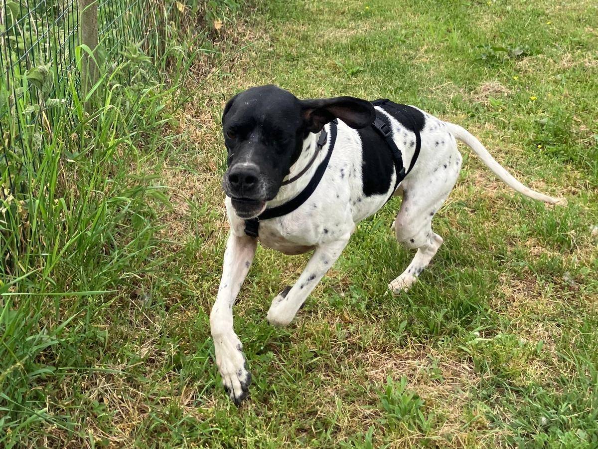 Adotta un cane, maschio, 2 anni e 2 mesi, Pavia