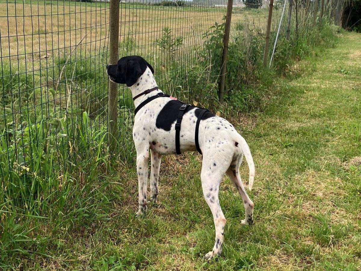 Adotta un cane, taglia media, maschio, Pavia