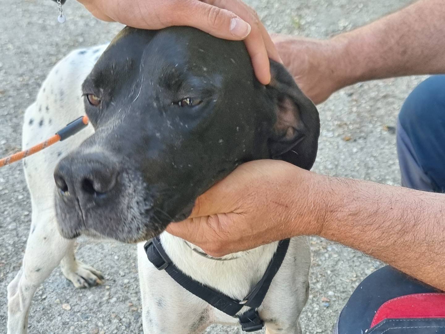 Vuoi adottare un cane a Pavia?