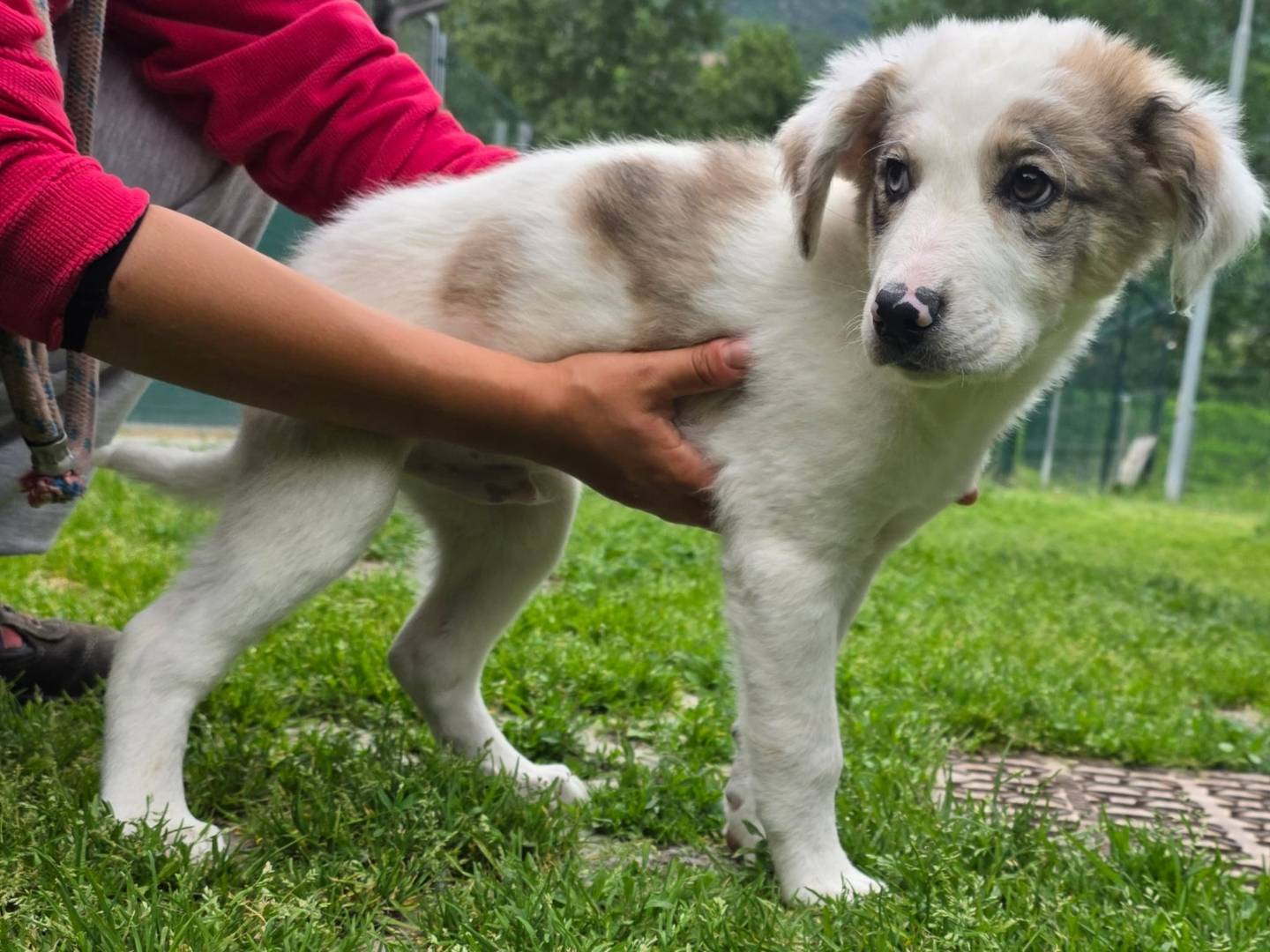 Adotta un cane, maschio, 4 mesi, Torino