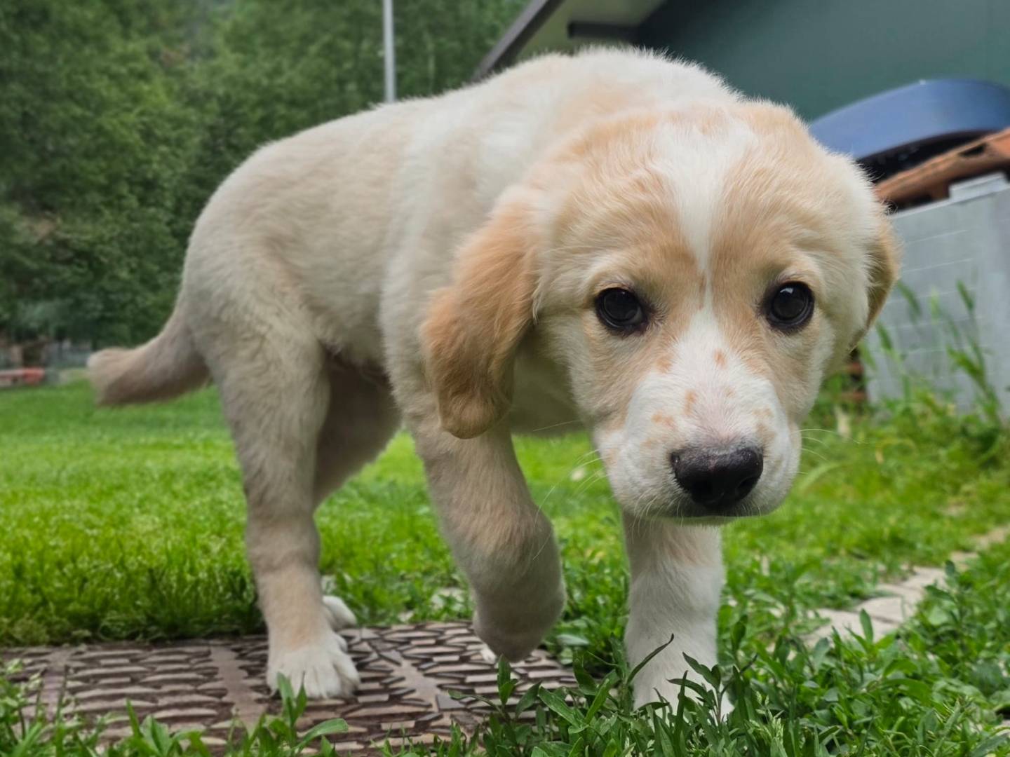 Adozione cane, maschio, Razza sconosciuta Razza sconosciuta, 4 mesi, taglia media, Torino