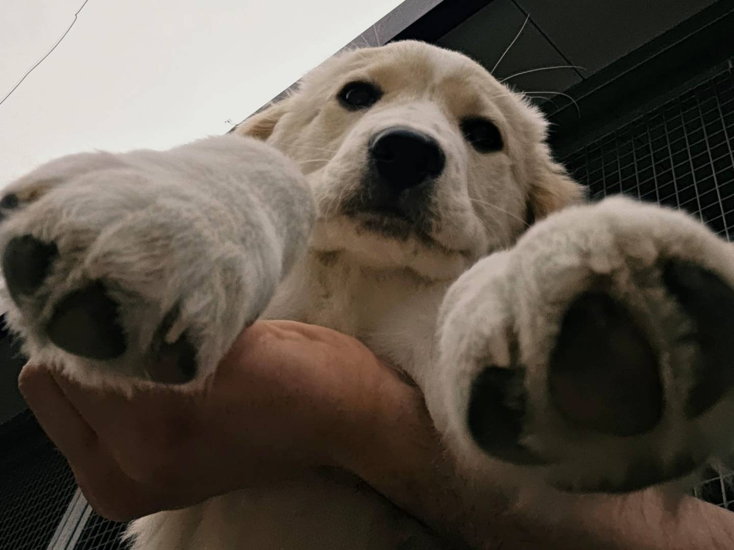 Adotta un cane, maschio, 4 mesi, Torino