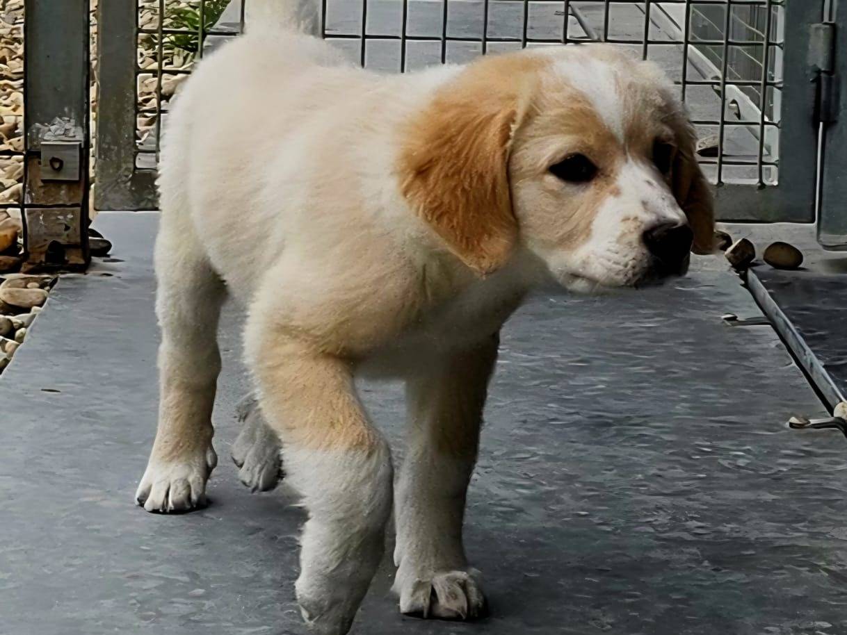 Adotta un cane, taglia media, maschio, Torino