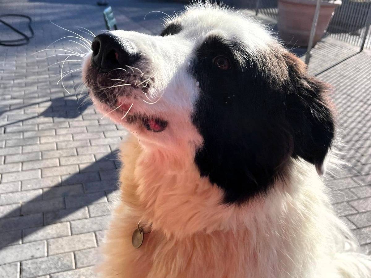 Adotta un cane, maschio, 5 anni e 1 mese, Milano