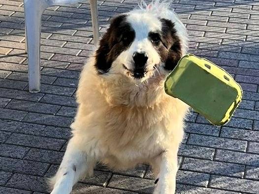 Adotta un cane, taglia grande, maschio, Milano
