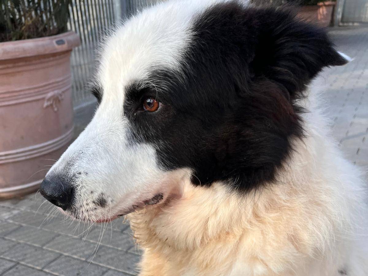 Vuoi adottare un cane a Milano?
