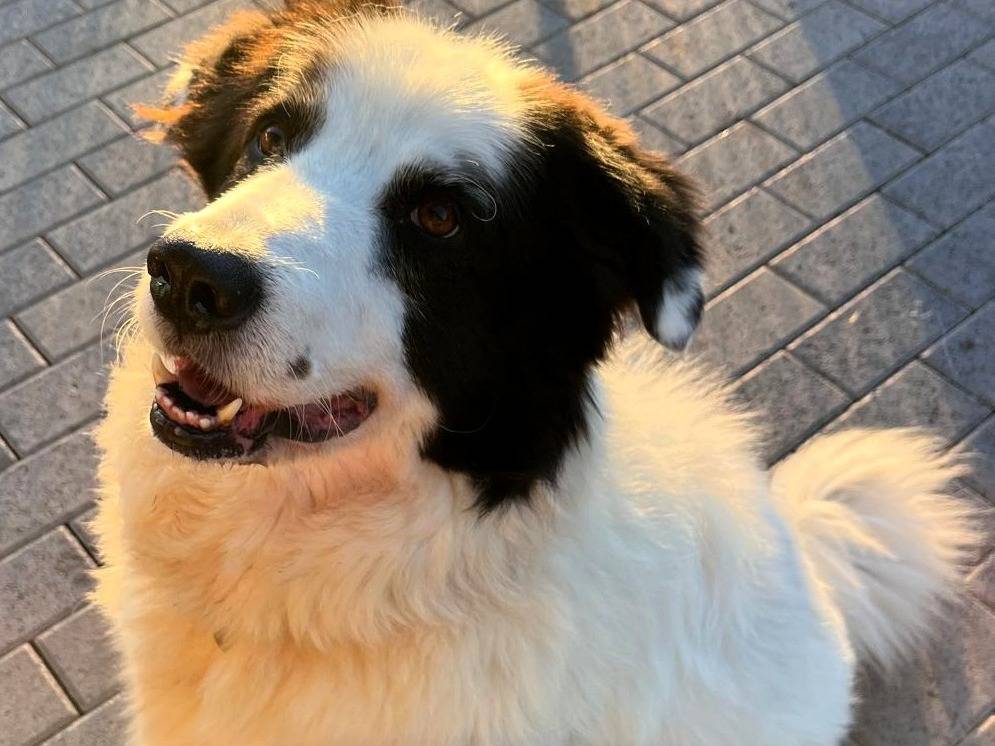 Adotta il cane SIMBA a Milano