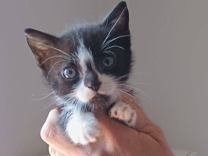 Adozione gatto, maschio, Razza sconosciuta Razza sconosciuta, 3 mesi, taglia non valida, Bergamo