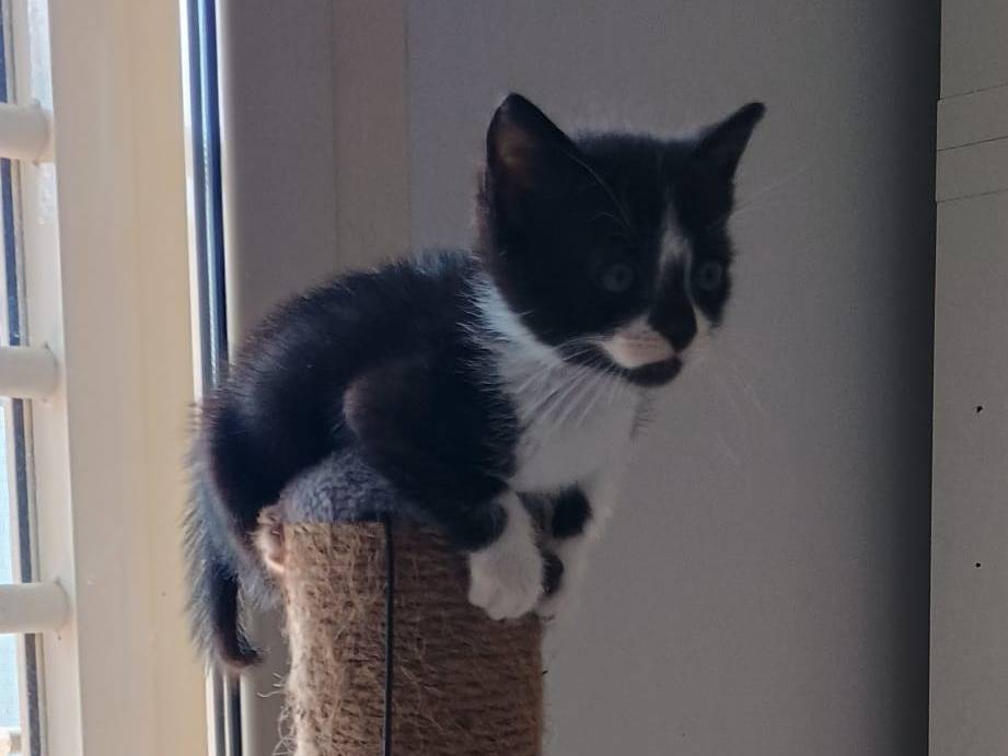 Adotta un gatto, maschio, 3 mesi, Bergamo