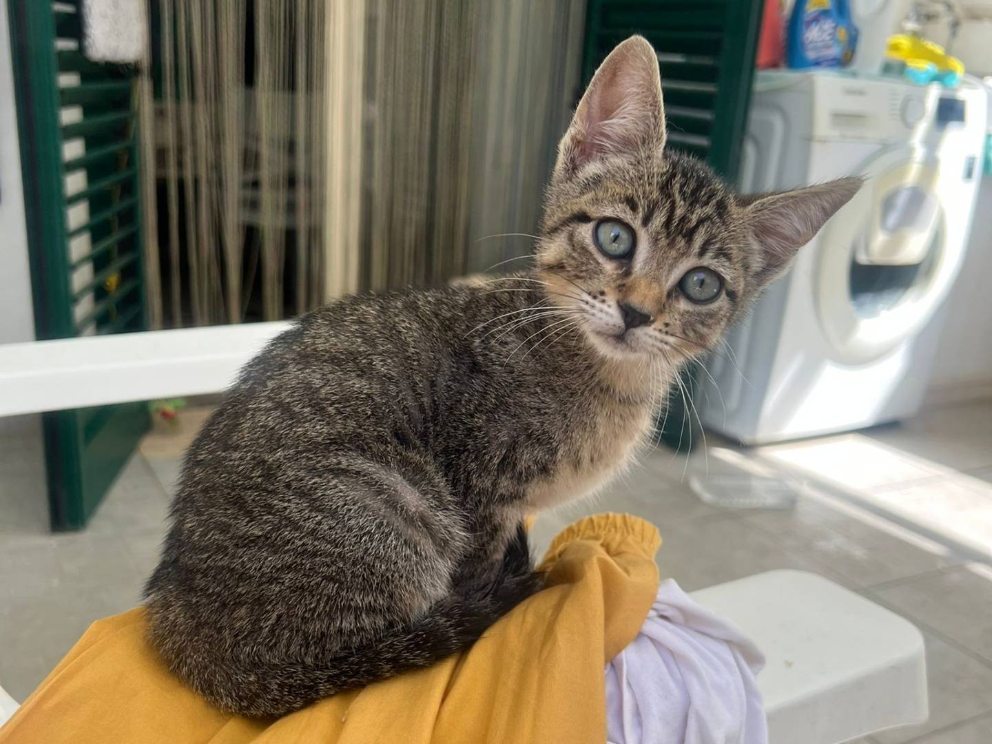 Adozione gatto, femmina, Razza sconosciuta Razza sconosciuta, 3 mesi, taglia non valida, Monza