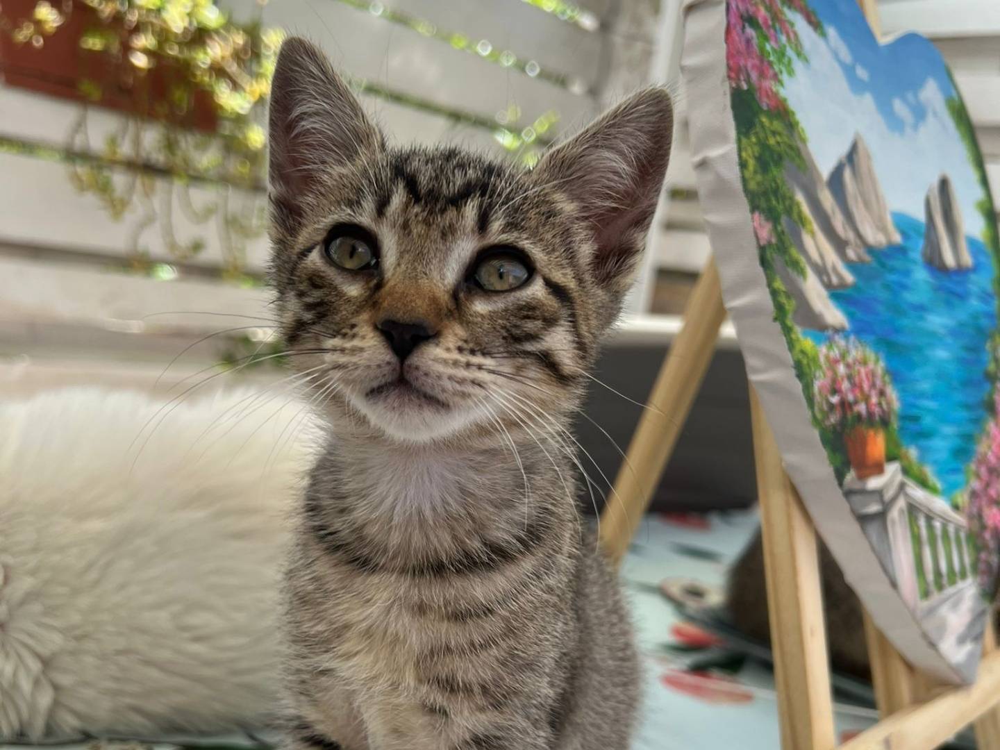 Adotta un gatto, femmina, 3 mesi, Monza