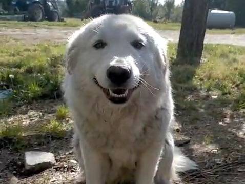 Adozione cane, femmina, Pastore maremmano Razza sconosciuta, 1 anno e 10 mesi, taglia grande, Brescia