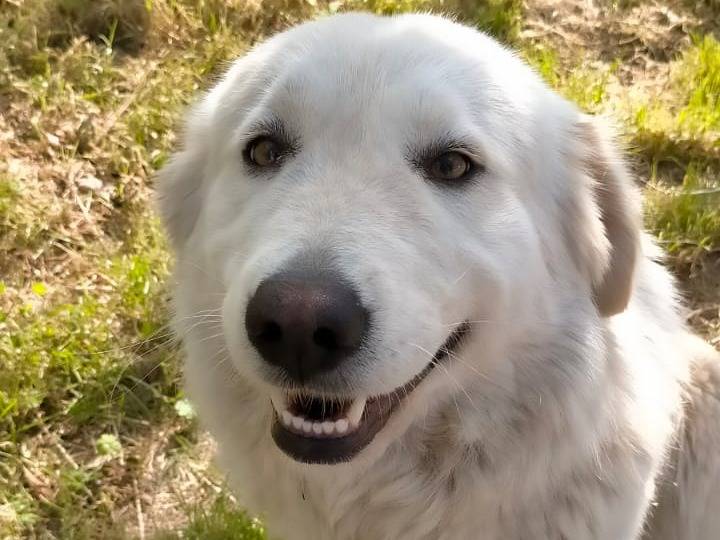 Adotta un cane, femmina, 1 anno e 10 mesi, Brescia