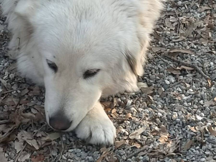 Adotta un cane, taglia grande, femmina, Brescia