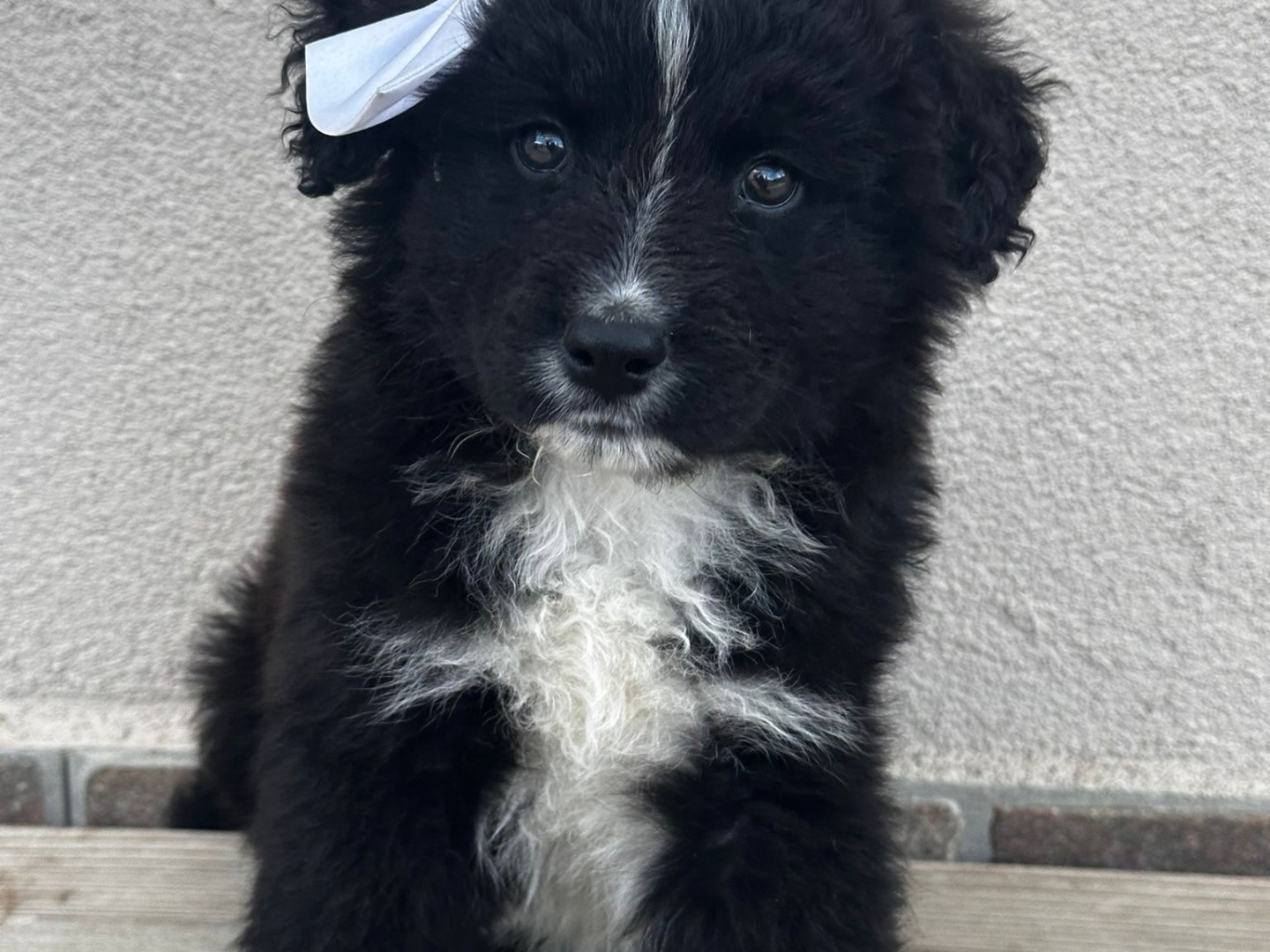 Adozione cane, femmina, Razza sconosciuta Razza sconosciuta, 2 mesi, taglia media, Messina
