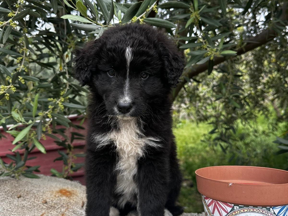 Adotta un cane, femmina, 2 mesi, Messina