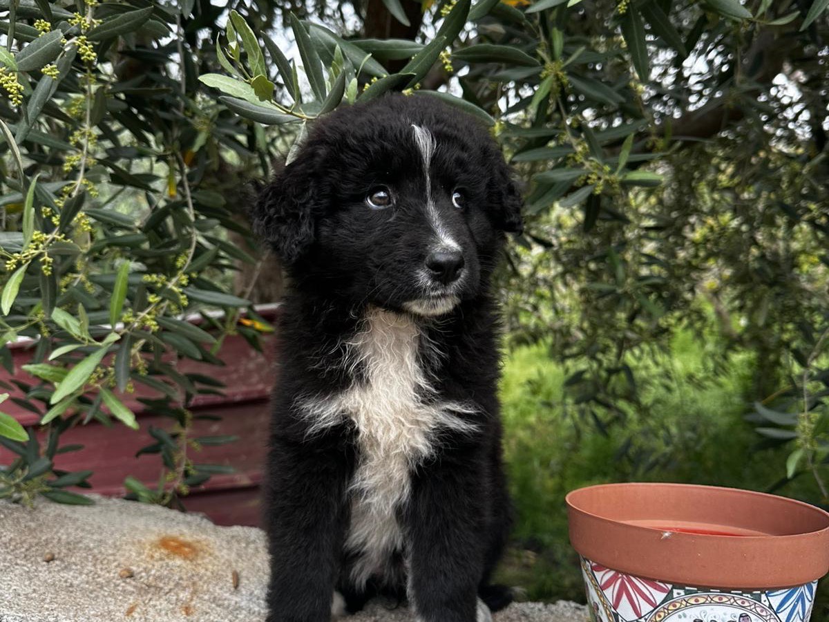 Adotta un cane, taglia media, femmina, Messina