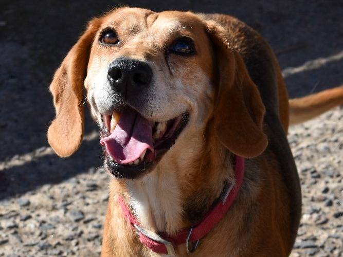Adozione cane, femmina, Razza sconosciuta Beagle , 7 anni e 1 mese, taglia media, Trapani