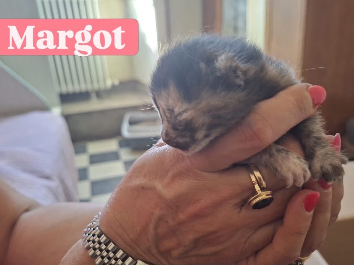 Adozione gatto, femmina, Razza sconosciuta Razza sconosciuta, 1 mesi, taglia non valida, Perugia