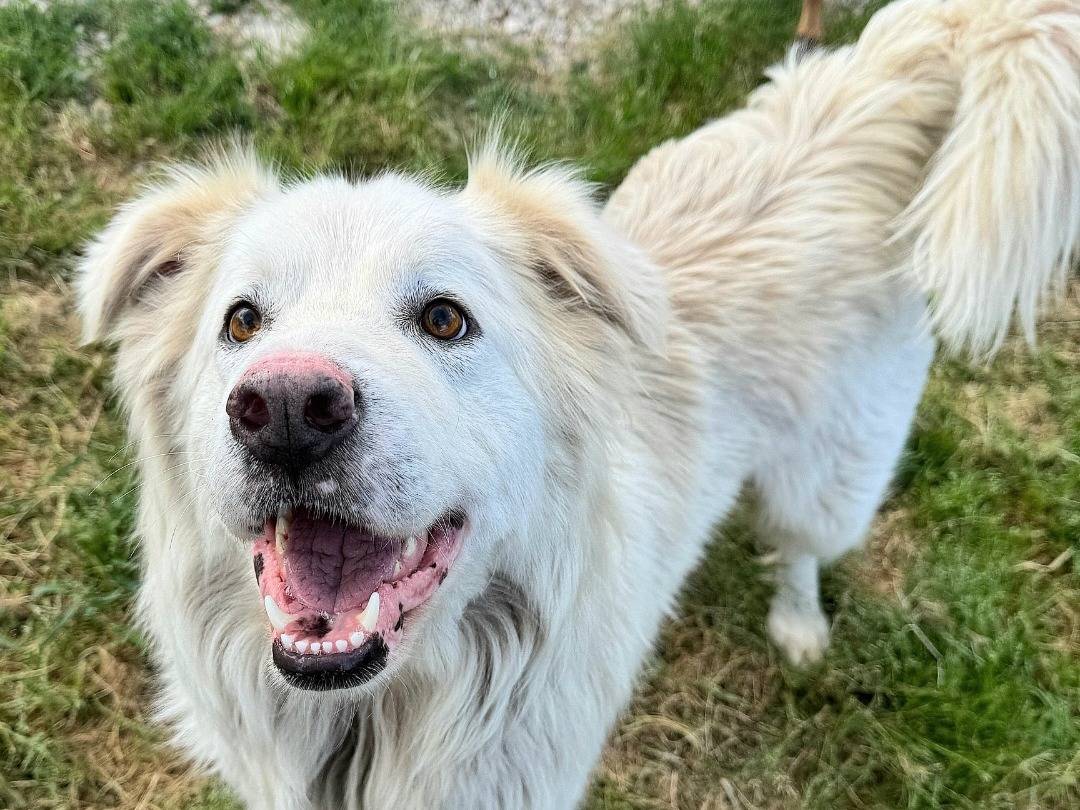Adozione cane, femmina, Razza sconosciuta Razza sconosciuta, 2 anni e 2 mesi, taglia grande, Teramo