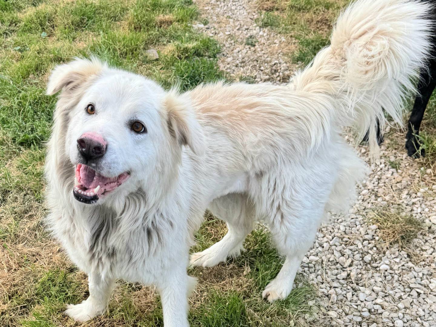 Adotta un cane, taglia grande, femmina, Teramo
