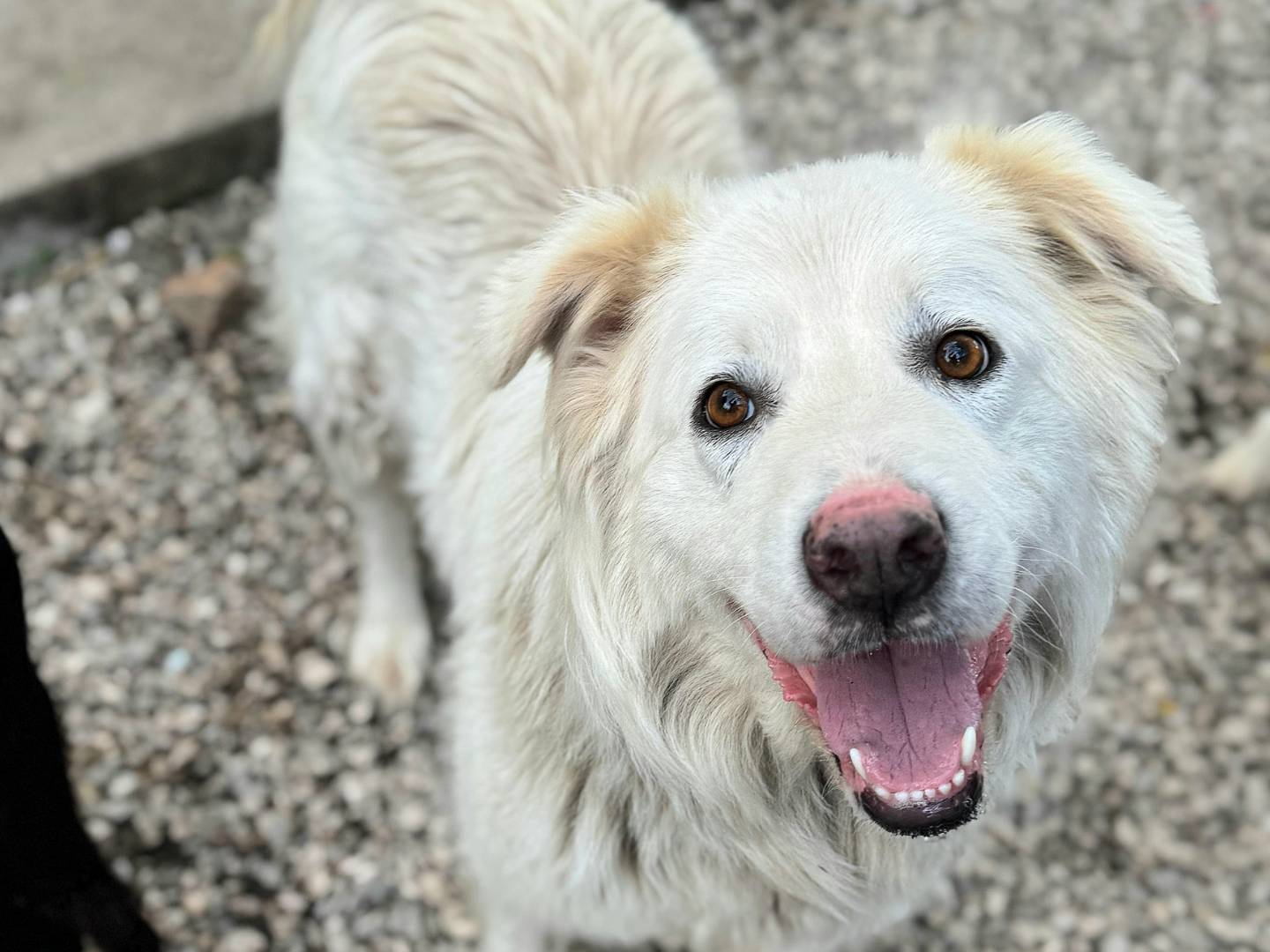 Vuoi adottare un cane a Teramo?