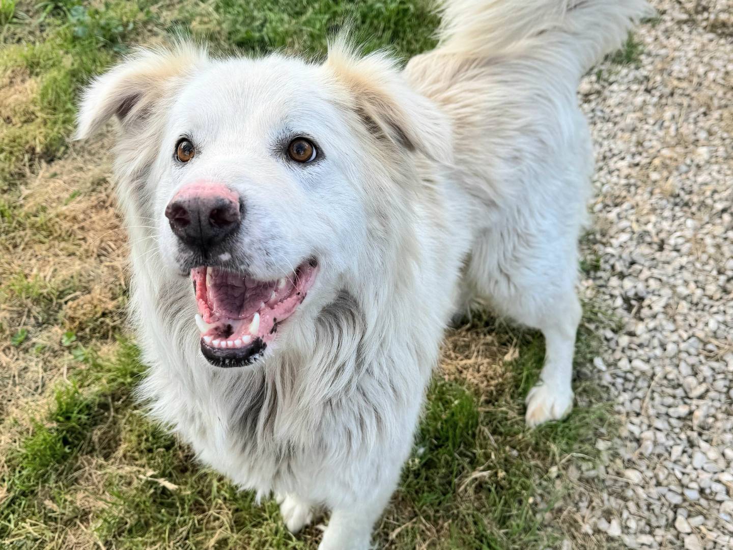Adotta il cane Margot  a Teramo