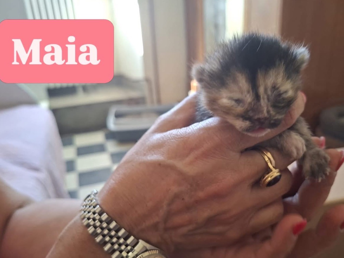 Adozione gatto, femmina, Razza sconosciuta Razza sconosciuta, 1 mesi, taglia non valida, Perugia