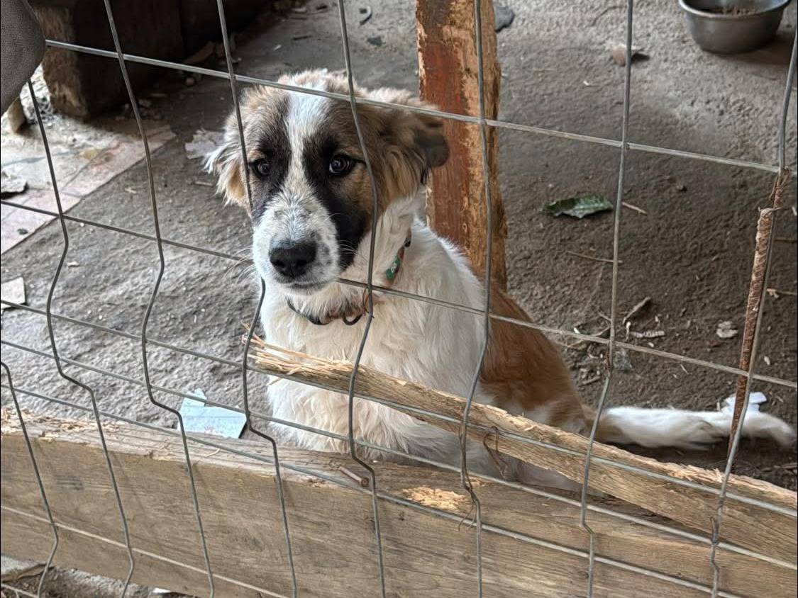 Adozione cane, maschio, Razza sconosciuta Razza sconosciuta, 6 mesi, taglia media, Caserta