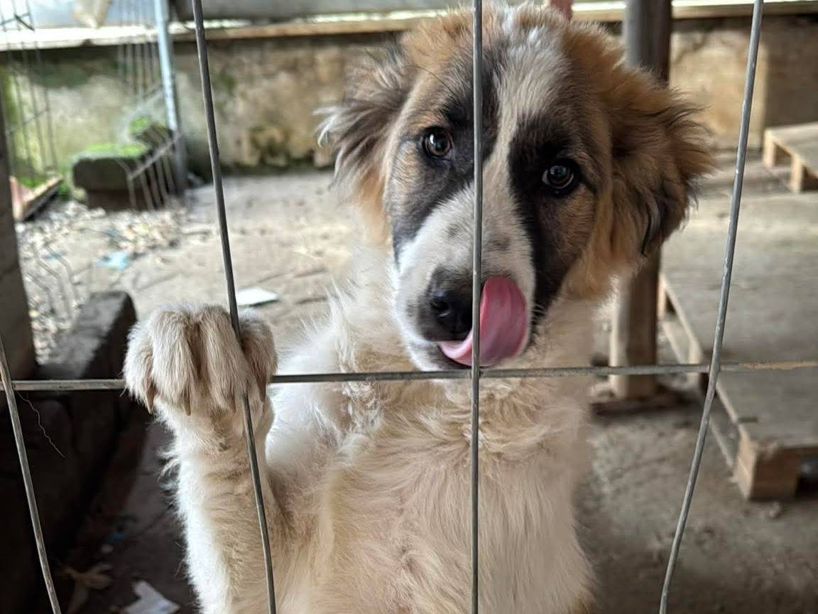 Adotta un cane, maschio, 6 mesi, Caserta