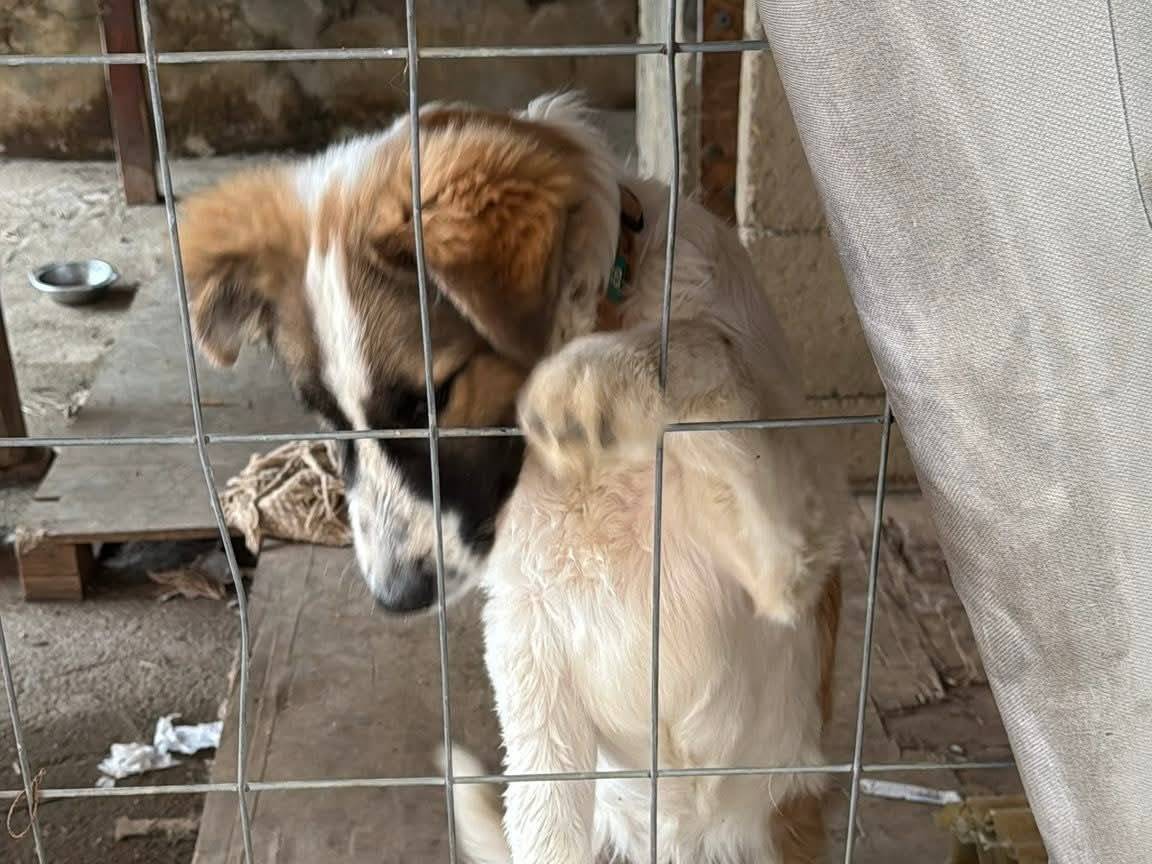 Adotta un cane, taglia media, maschio, Caserta