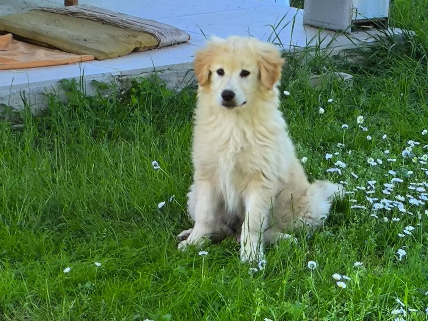 Adozione cane, maschio, Razza sconosciuta Razza sconosciuta, 3 mesi, taglia grande, Frosinone