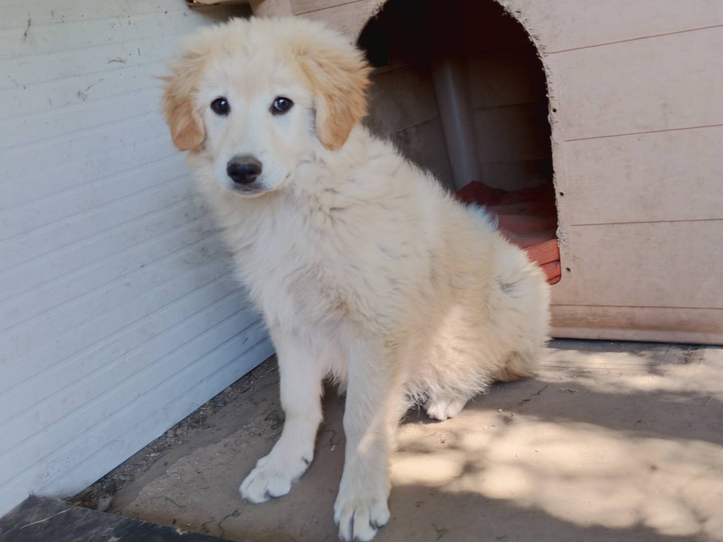 Adotta un cane, maschio, 3 mesi, Frosinone
