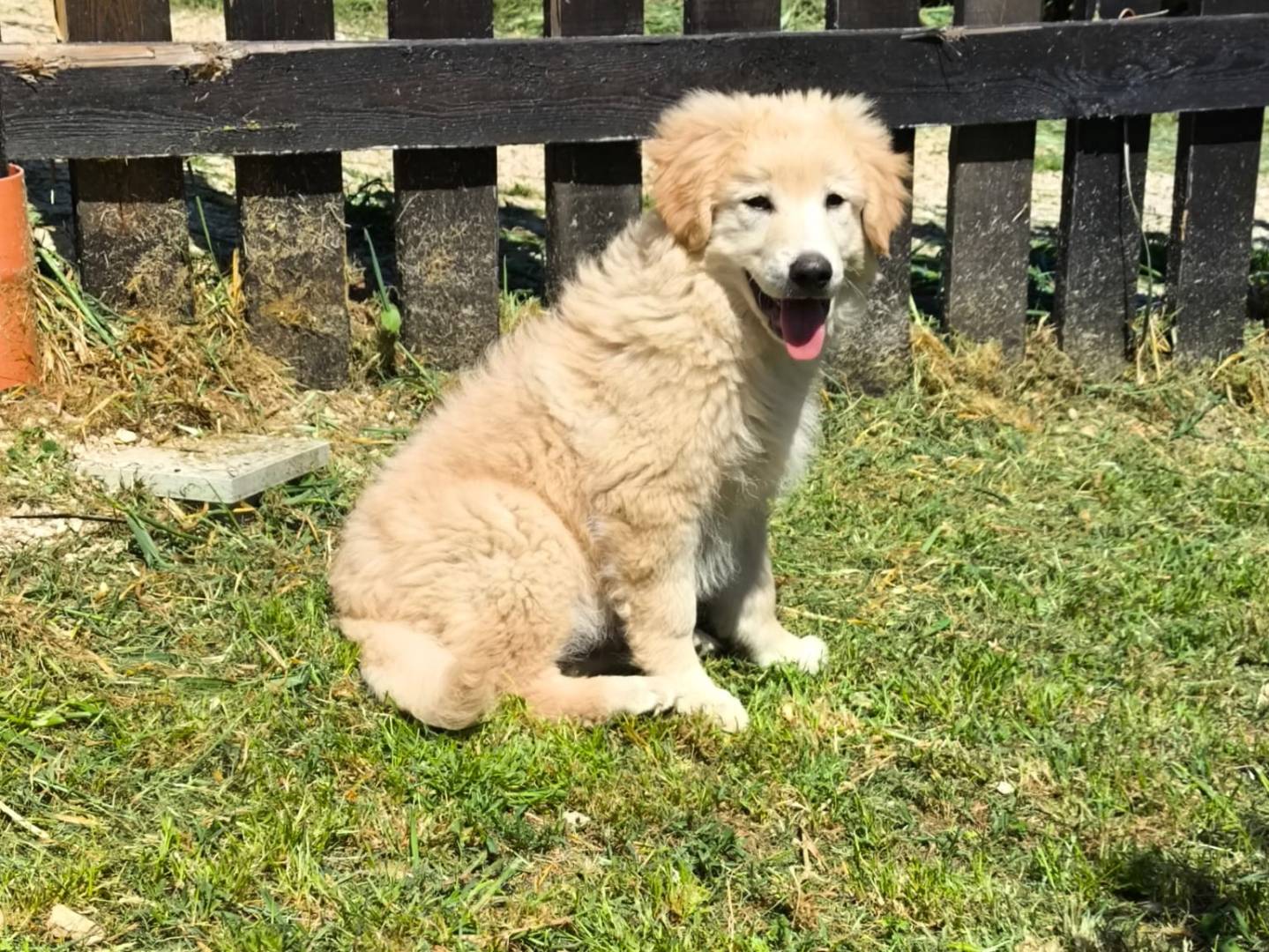 Vuoi adottare un cane a Frosinone?