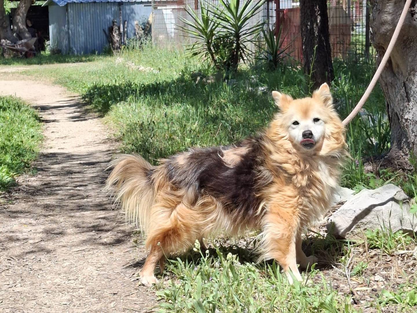 Adotta un cane, maschio, 12 anni e 4 mesi, Milano