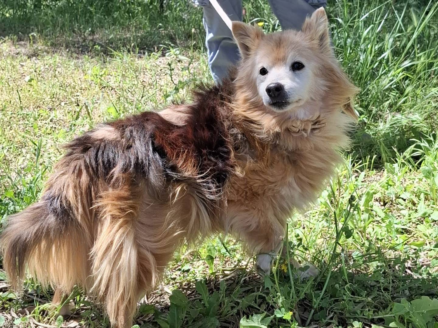 Vuoi adottare un cane a Milano?